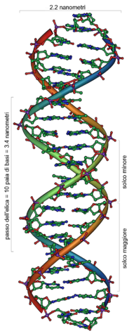 DNA (fonte: Wikipedia)