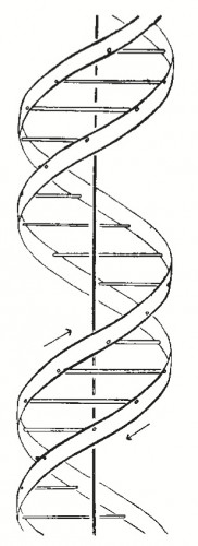 La doppia elica così come appare nell'articolo del 1953 di Watson e Crick (Nature 171, 737-738 (1953)).